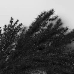 Halloween Grass Wreath Black - Threshold™ -Home Decor Store GUEST 135f1d1a 30c8 47a4 b104 5579e433304c