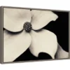23" X 16" Dogwood Flower By Gary Horsfall Framed Canvas Wall Art - Amanti Art -Home Decor Store GUEST 38258da6 1319 4d7d 8b84 7cc4525ba5e8