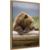 16" X 23" Bear Resting On A Beached Log By Paul Souders Danita Delimont Framed Canvas Wall Art Brown - Amanti Art