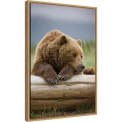 16" X 23" Bear Resting On A Beached Log By Paul Souders Danita Delimont Framed Canvas Wall Art Brown - Amanti Art